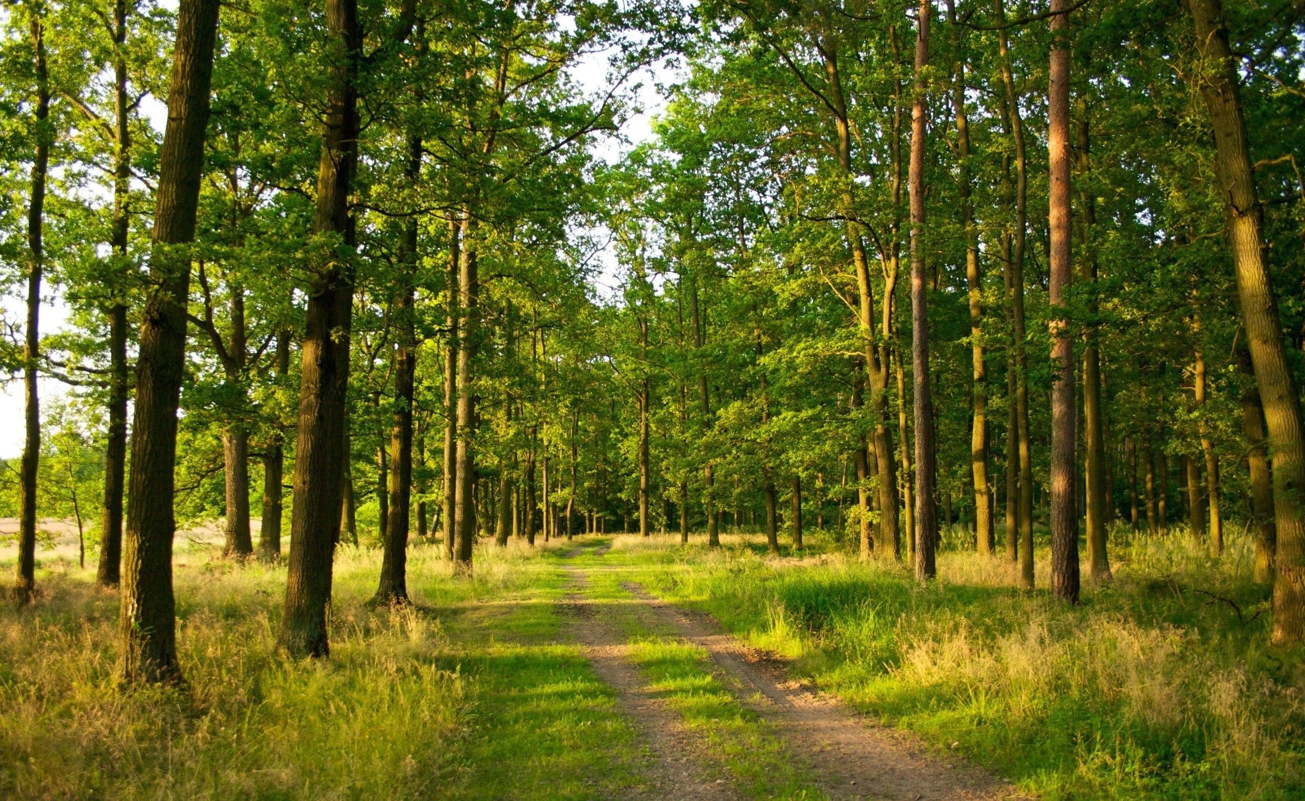 2559x1571 photography, Nature, Landscape, Trees, Forest, Path, Summer Wallpaper HD / Desktop and Mobile Background