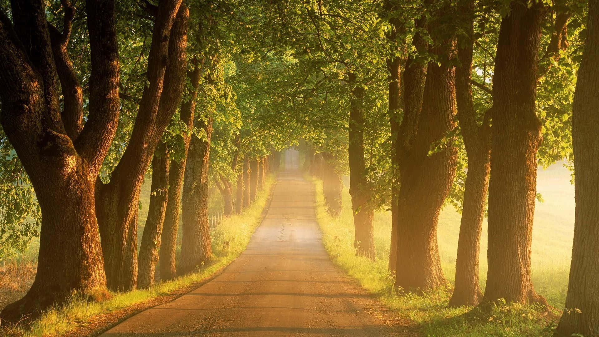1920x1080 Download Beautiful Nature And A Path Wallpaper