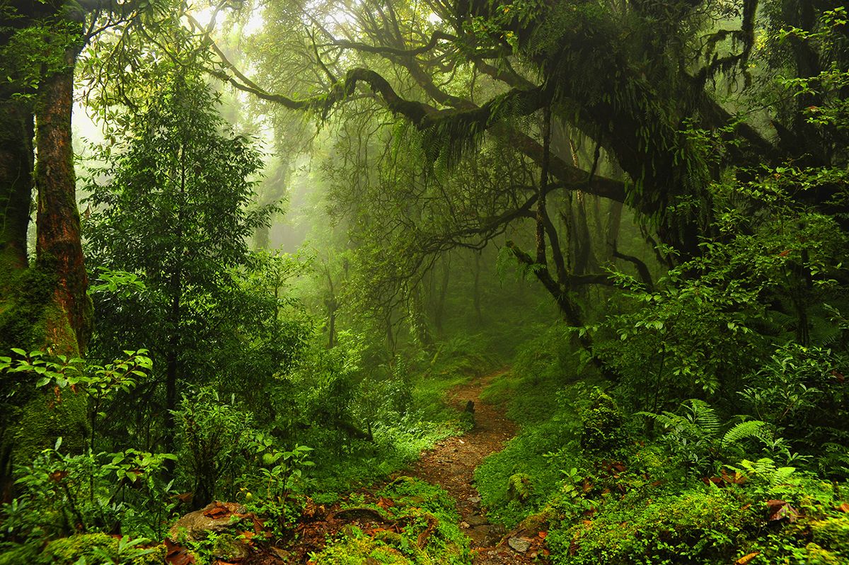 1200x798 Forest Pathway Nature Trail Scenic Wall Mural Wallpaper®