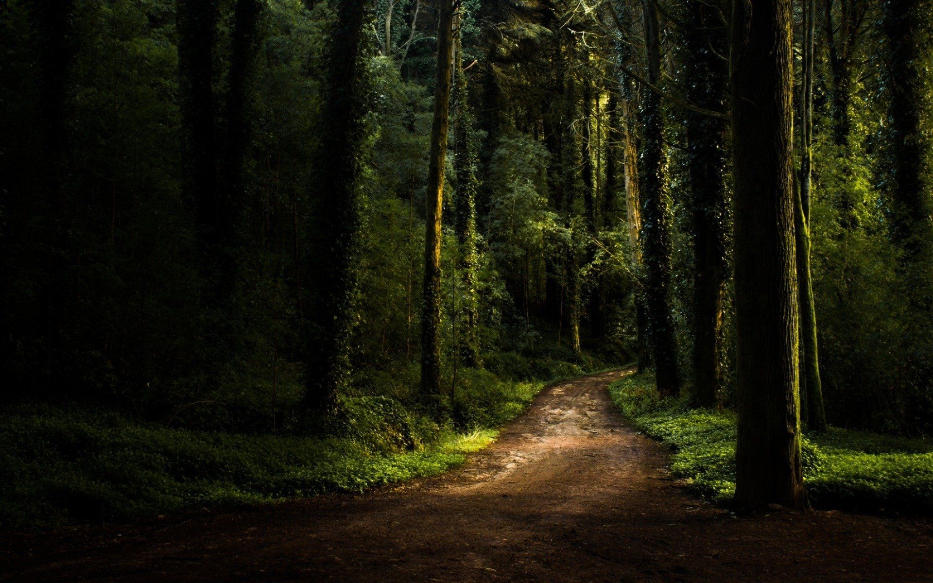 1920x1200 Enchanted Forest Path Wallpaperx1200