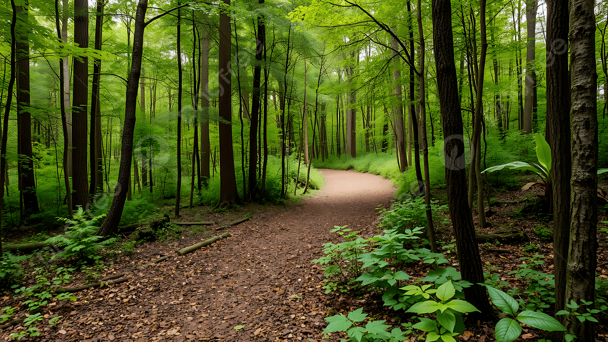 1200x675 Lush Green Forest Path A Serene Walk Through Nature S Embrace, Forest, Path, Trees Background Image And Wallpaper for Free Download