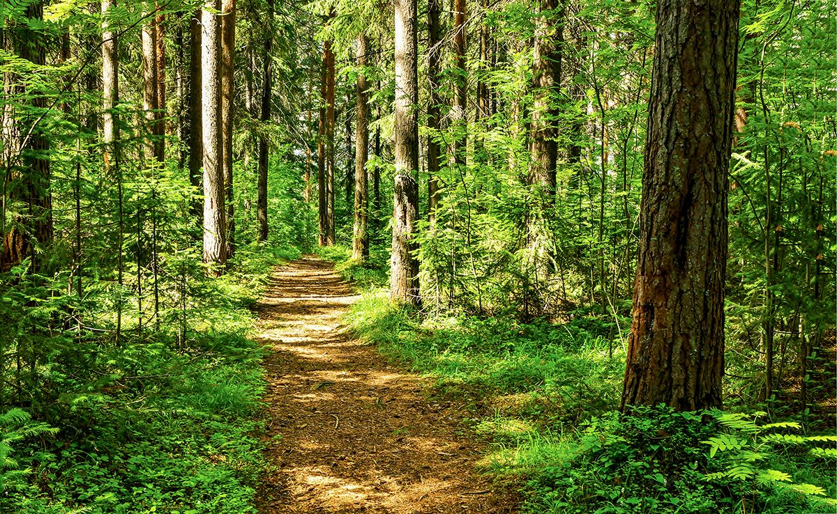 1200x738 Scenic Forest Path Nature Wallpaper®