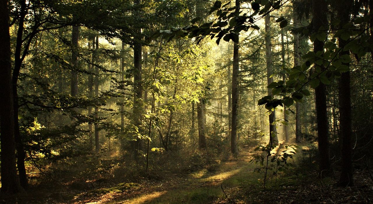 1280x702 Forest Path Foggy