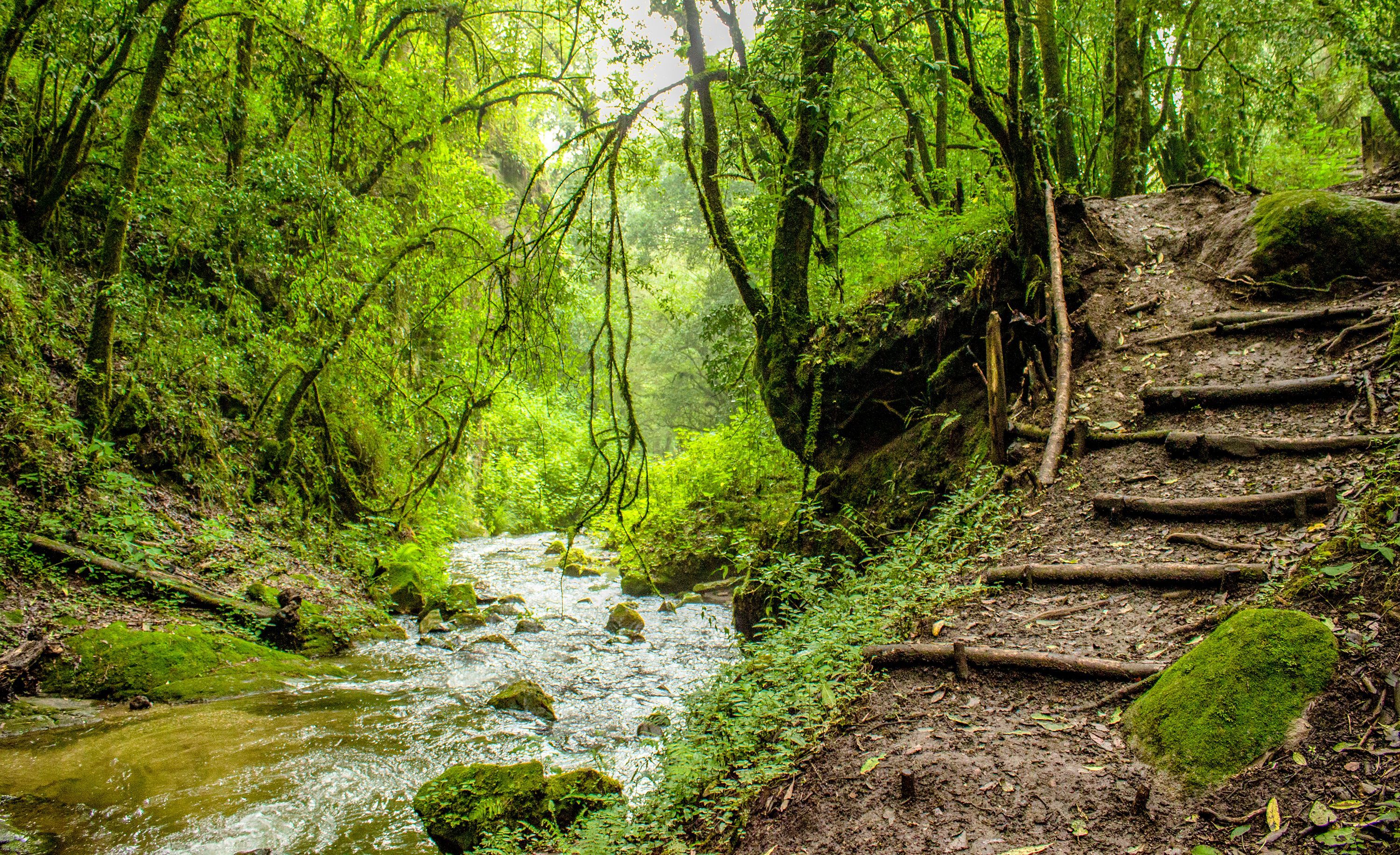 3000x1832 Serene Forest Path with Flowing Stream · Free