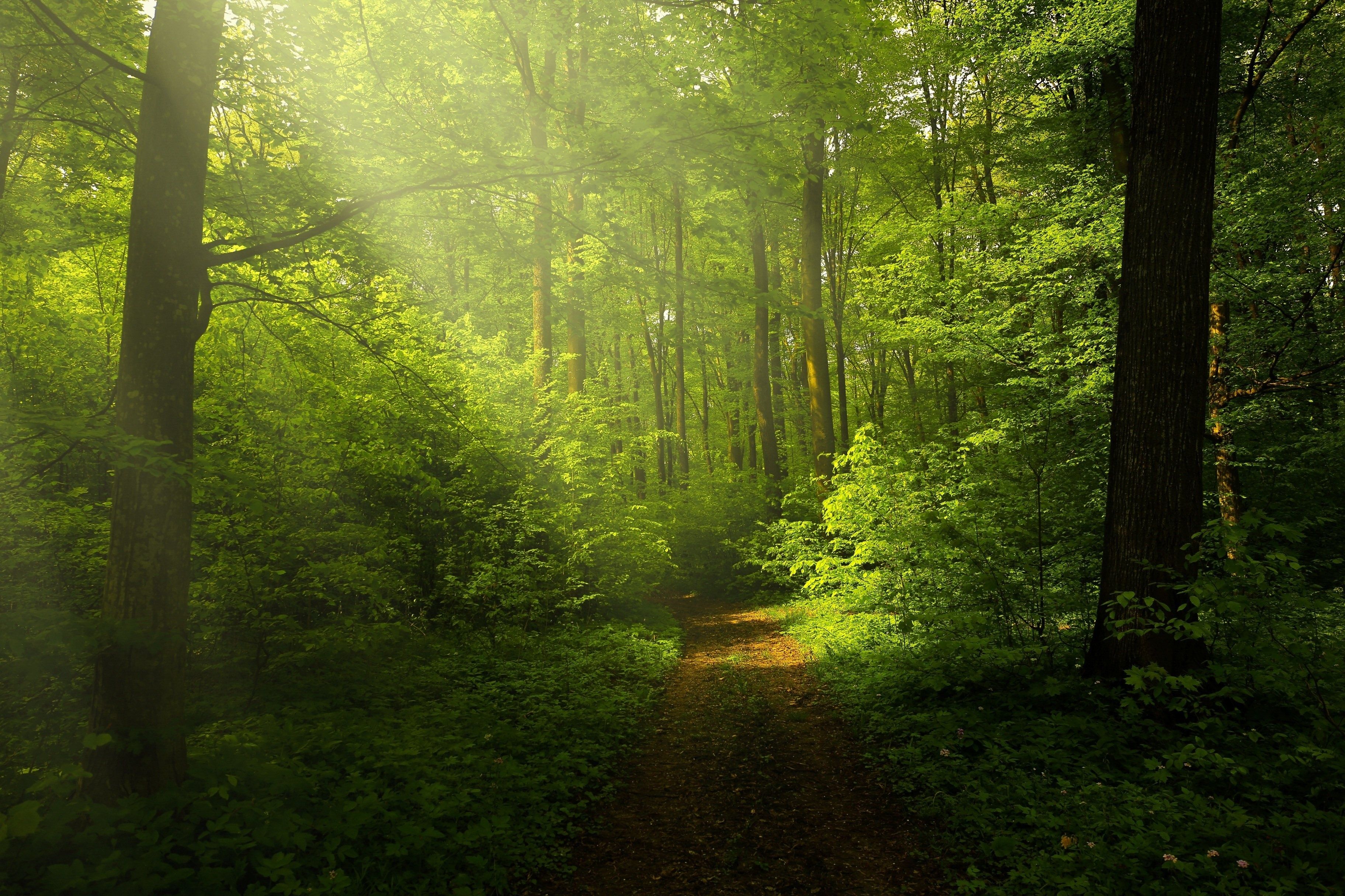 3648x2432 Wallpaper nature, pathway, green forest, sunrays through trees, woods trails for mobile and desktop, section природа, resolution 3648x2432