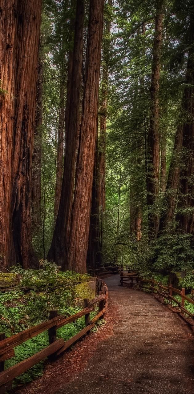 630x1280 Nature Path Wallpaper