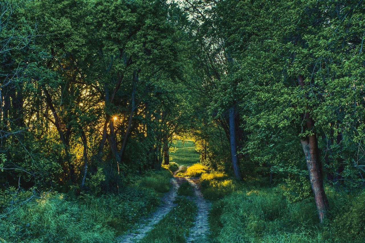 1280x854 Dirt Road Forest Sunset