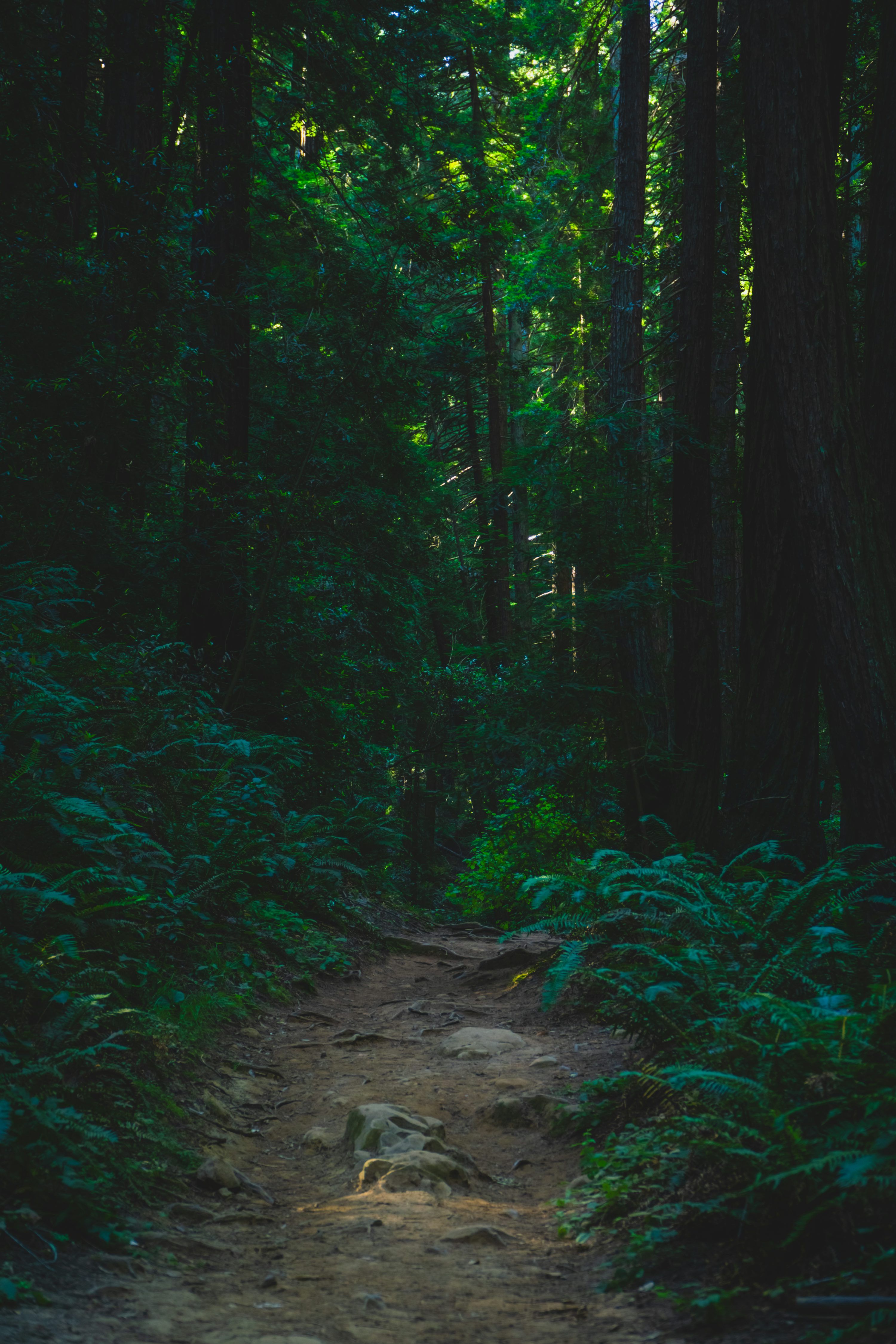3000x4500 A dirt path in the middle of a forest