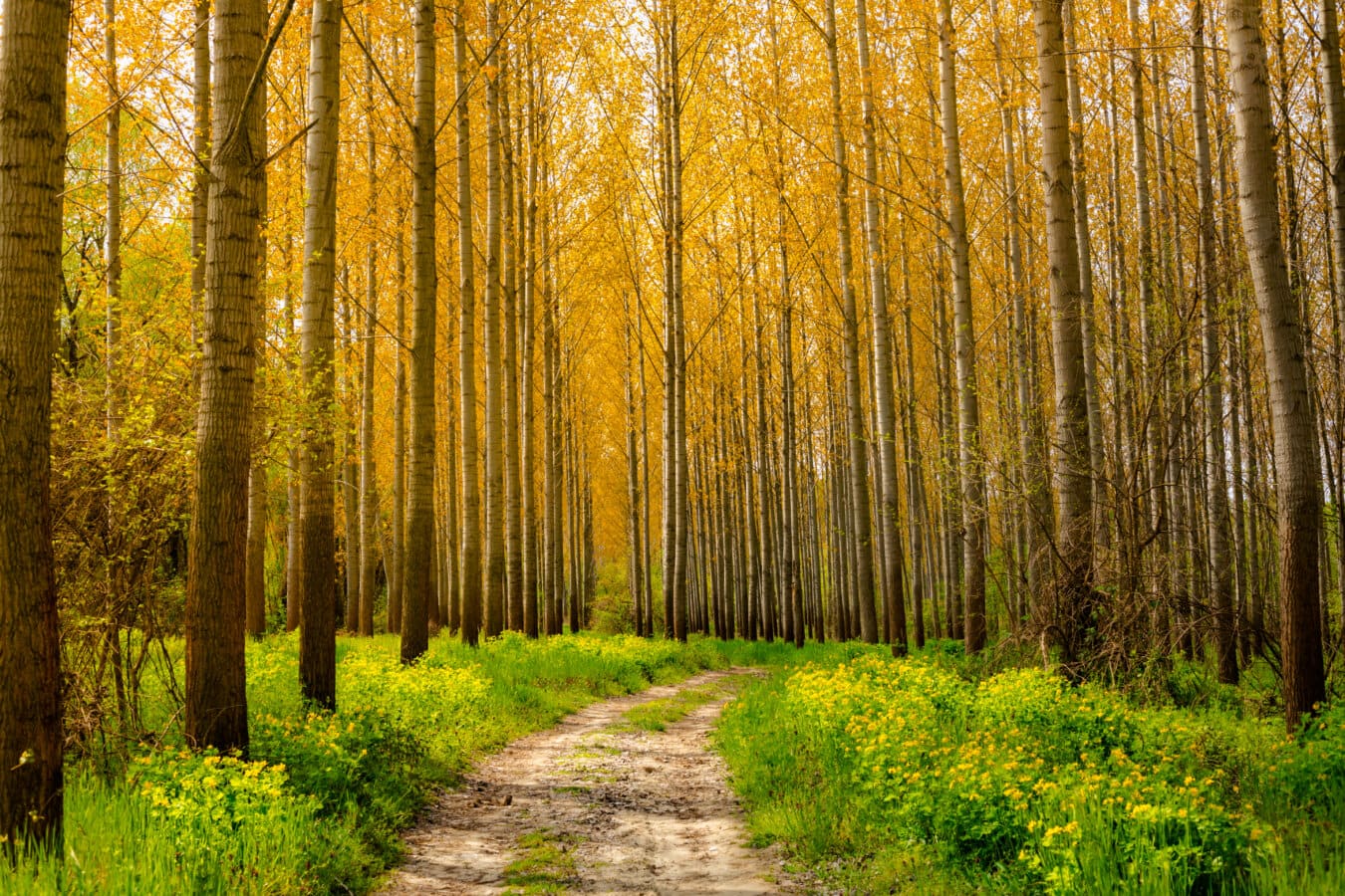 1350x900 Free picture: forest path, forest road, sunny, trees, landscape, forest, poplar, autumn, nature, leaf