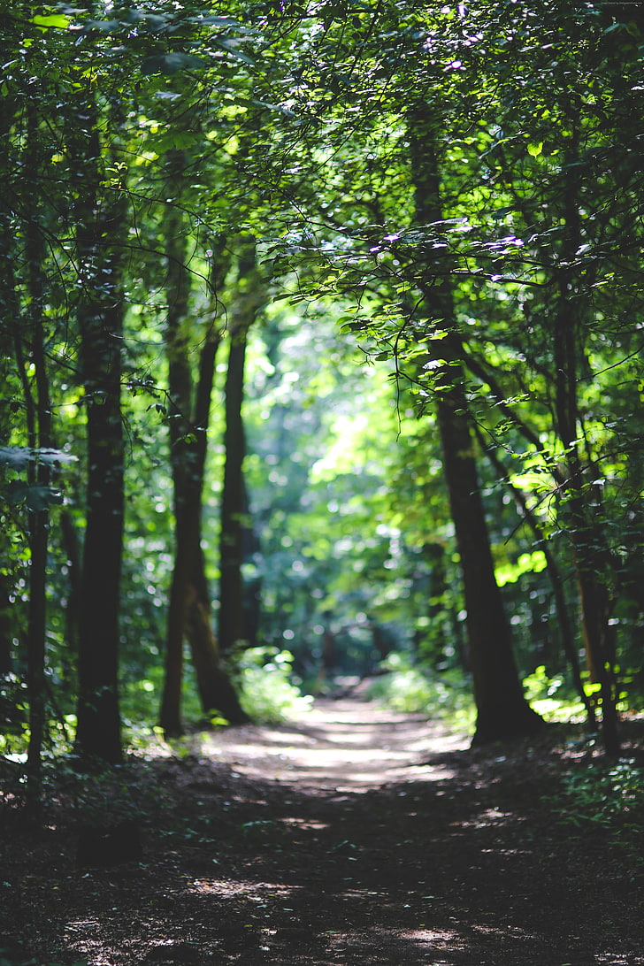 728x1092 HD wallpaper: path, Forest, sunlight, 4k, 5k, trees, 8k, plant, land, nature