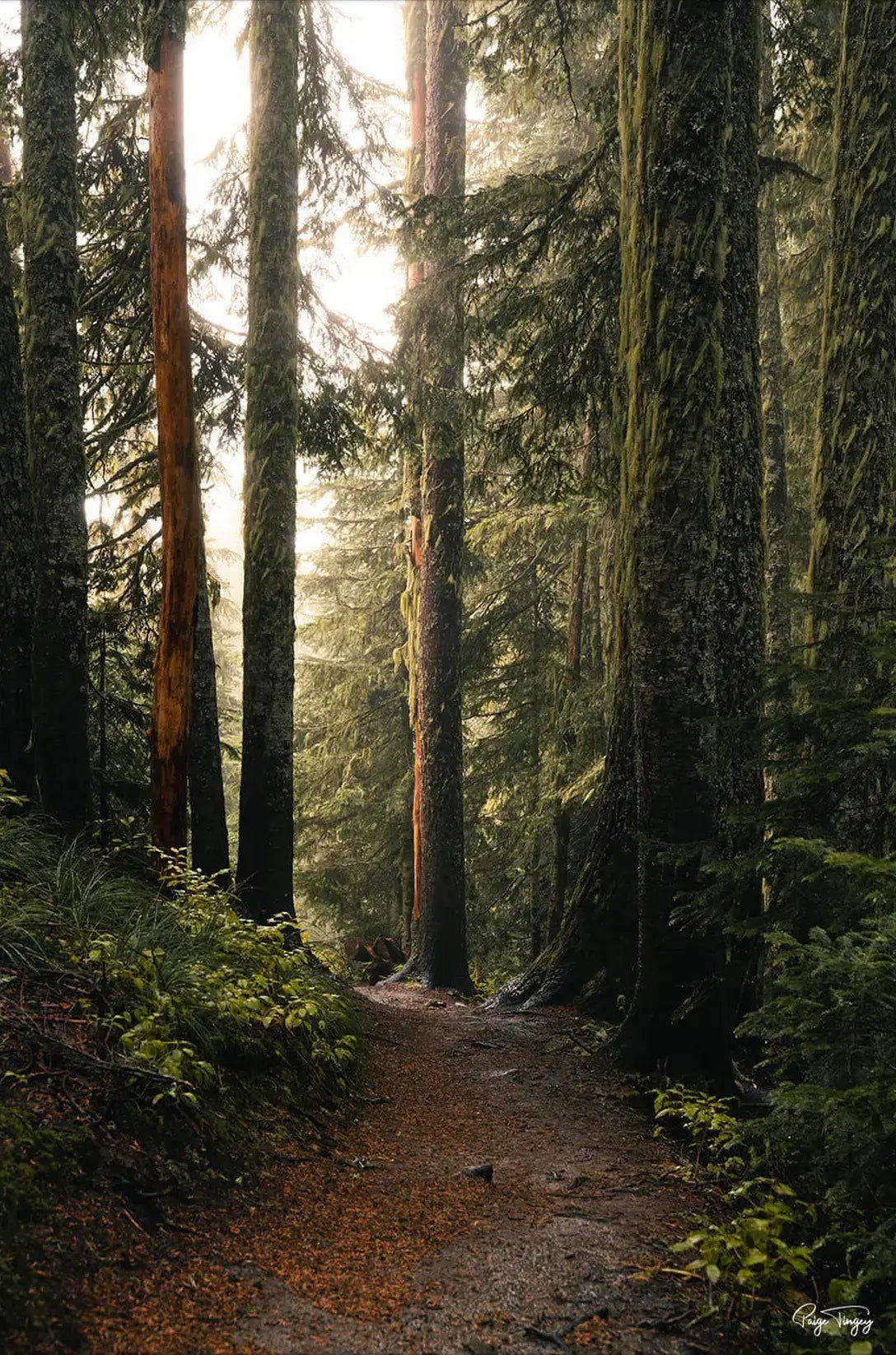 1088x1646 Pine Forest Path Wall Art. BIG Wall Décor