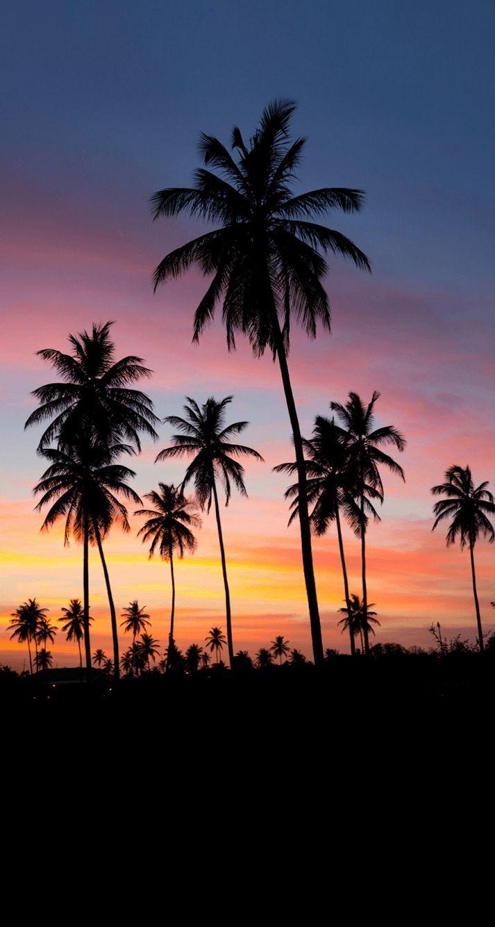 713x1334 Palms sunset iPhone wallpaper. Wallpaper natureza, Tumblr wallpaper, Planos de fundo