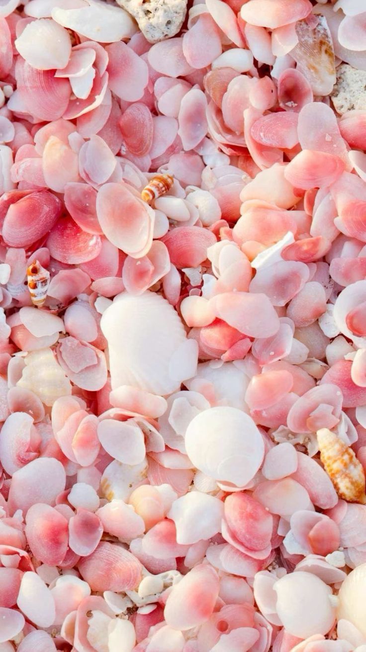 736x1308 Little things in pink
