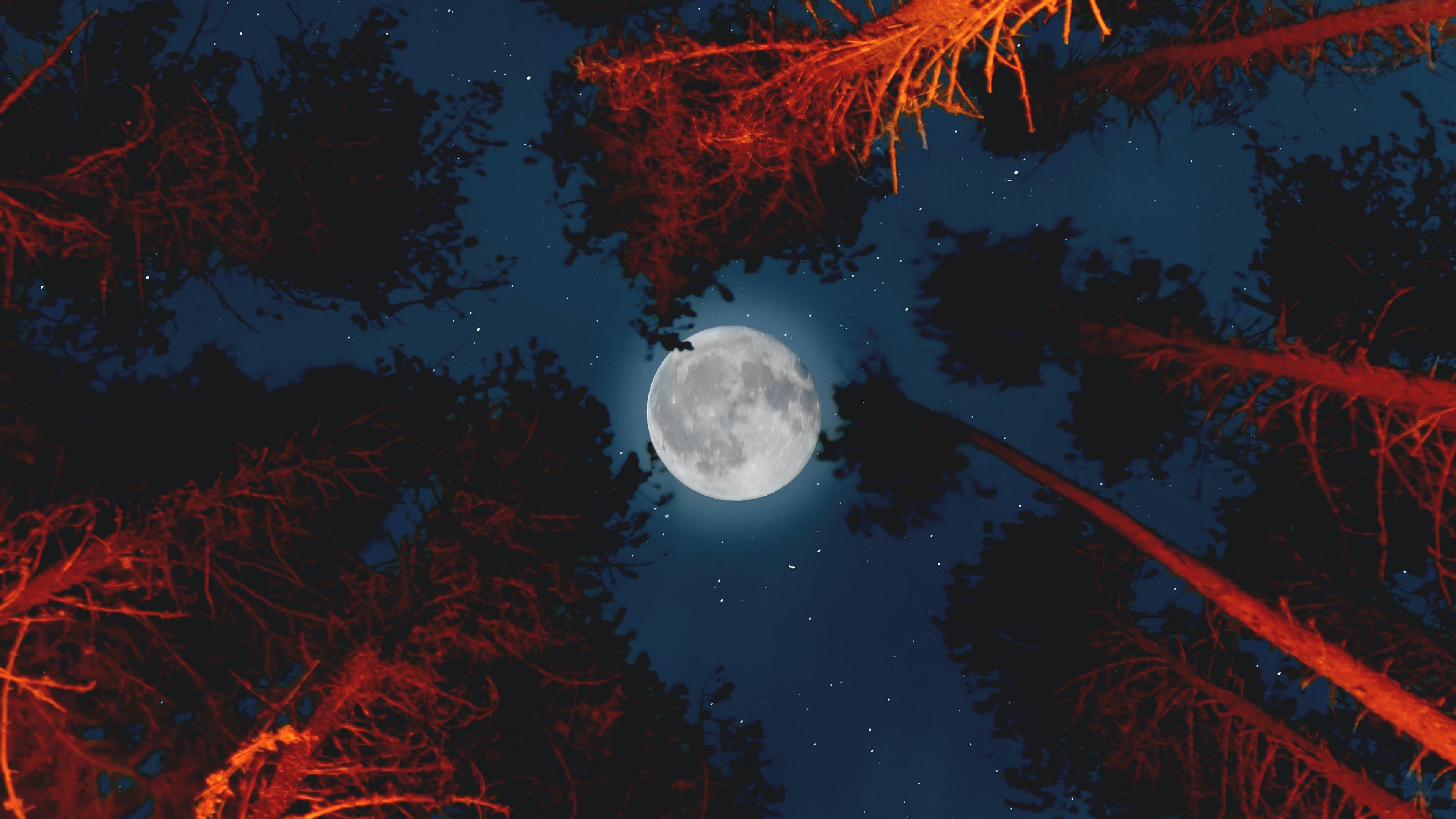 3840x2160 Full Moon Forest 4K Wallpaper
