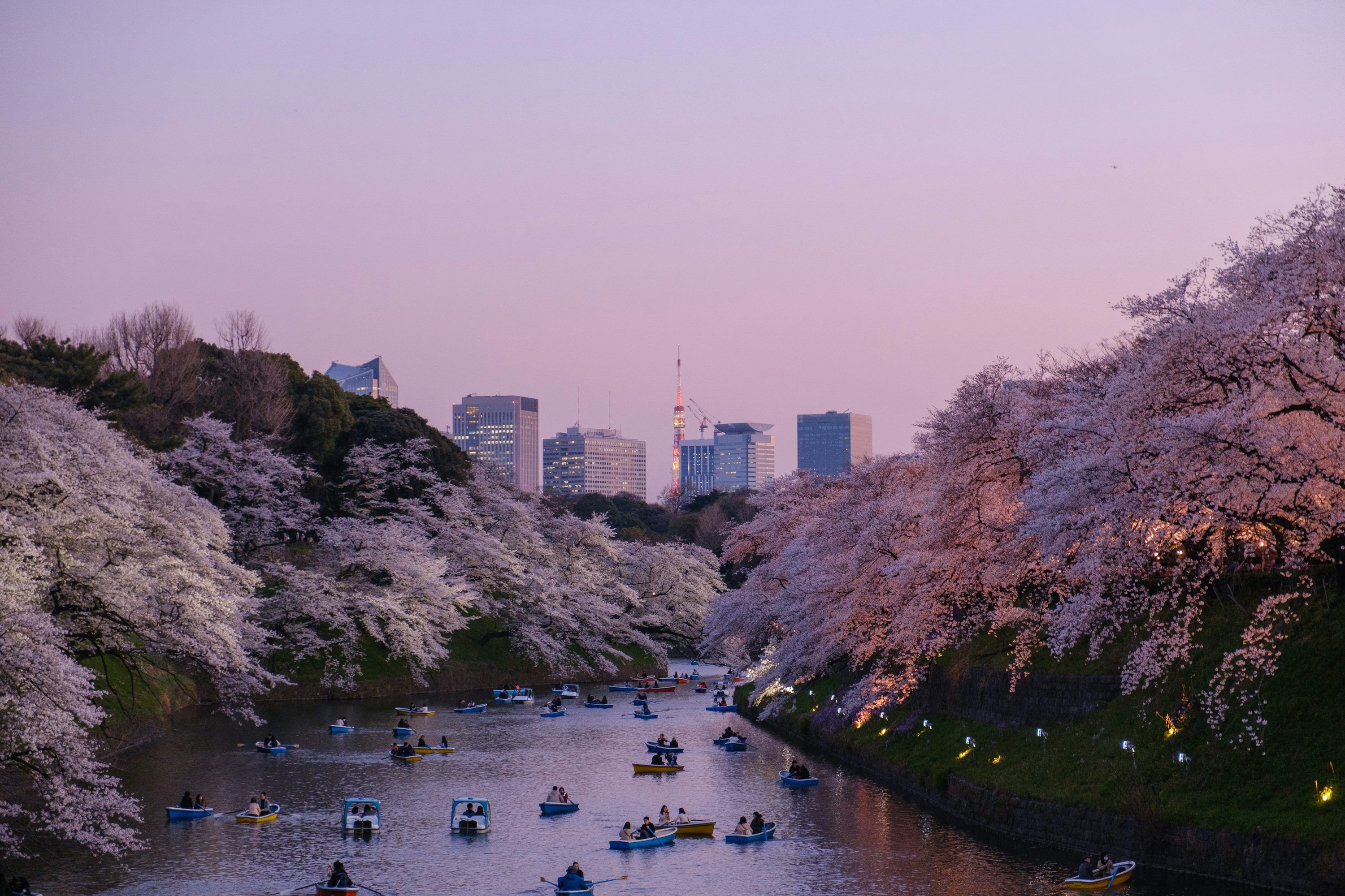 3000x2000 Cherry Blossom Wallpaper 4K & HD Downloads