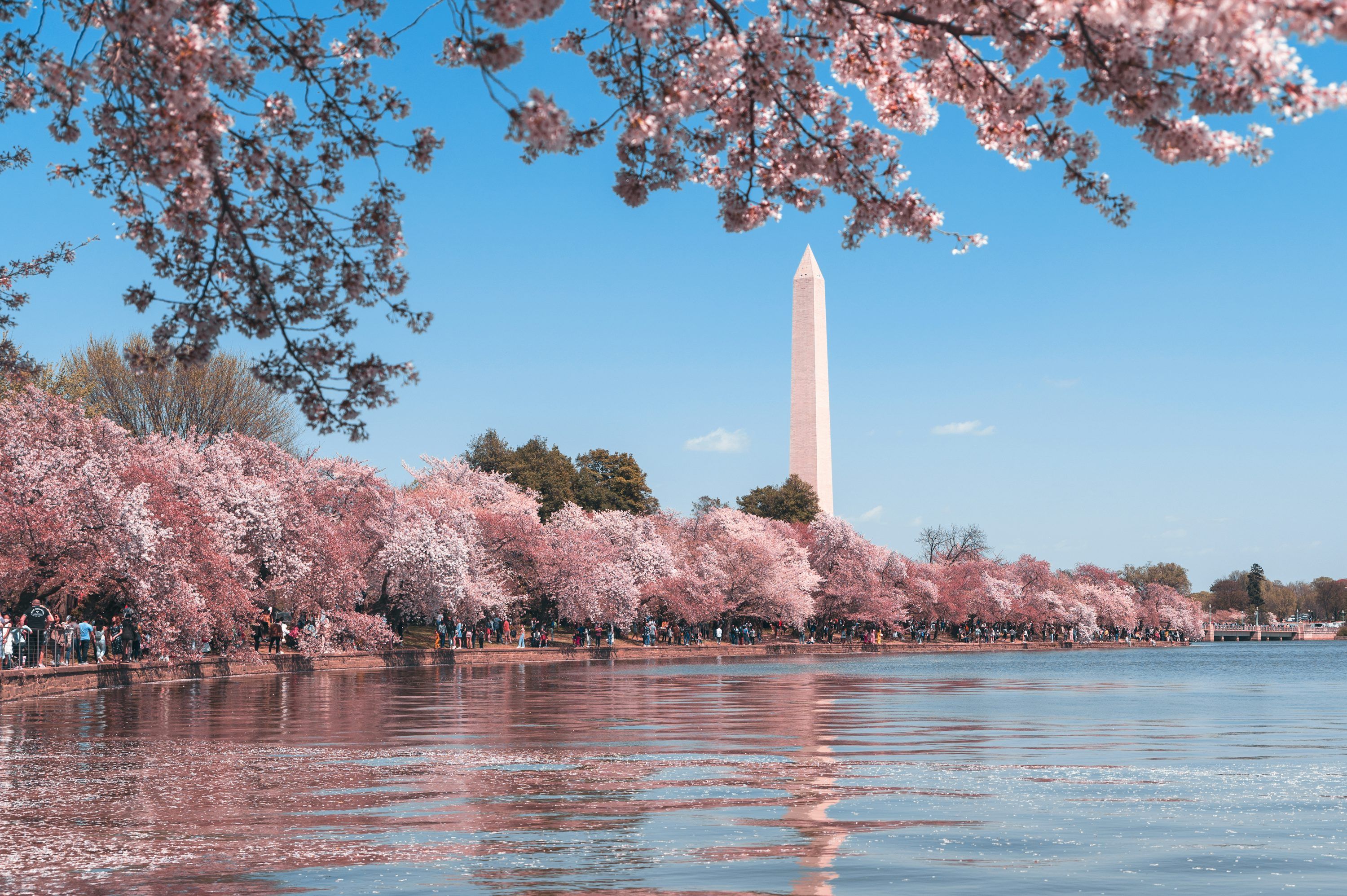 3000x1996 Cherry Blossom Wallpaper: Free HD Download [HQ]