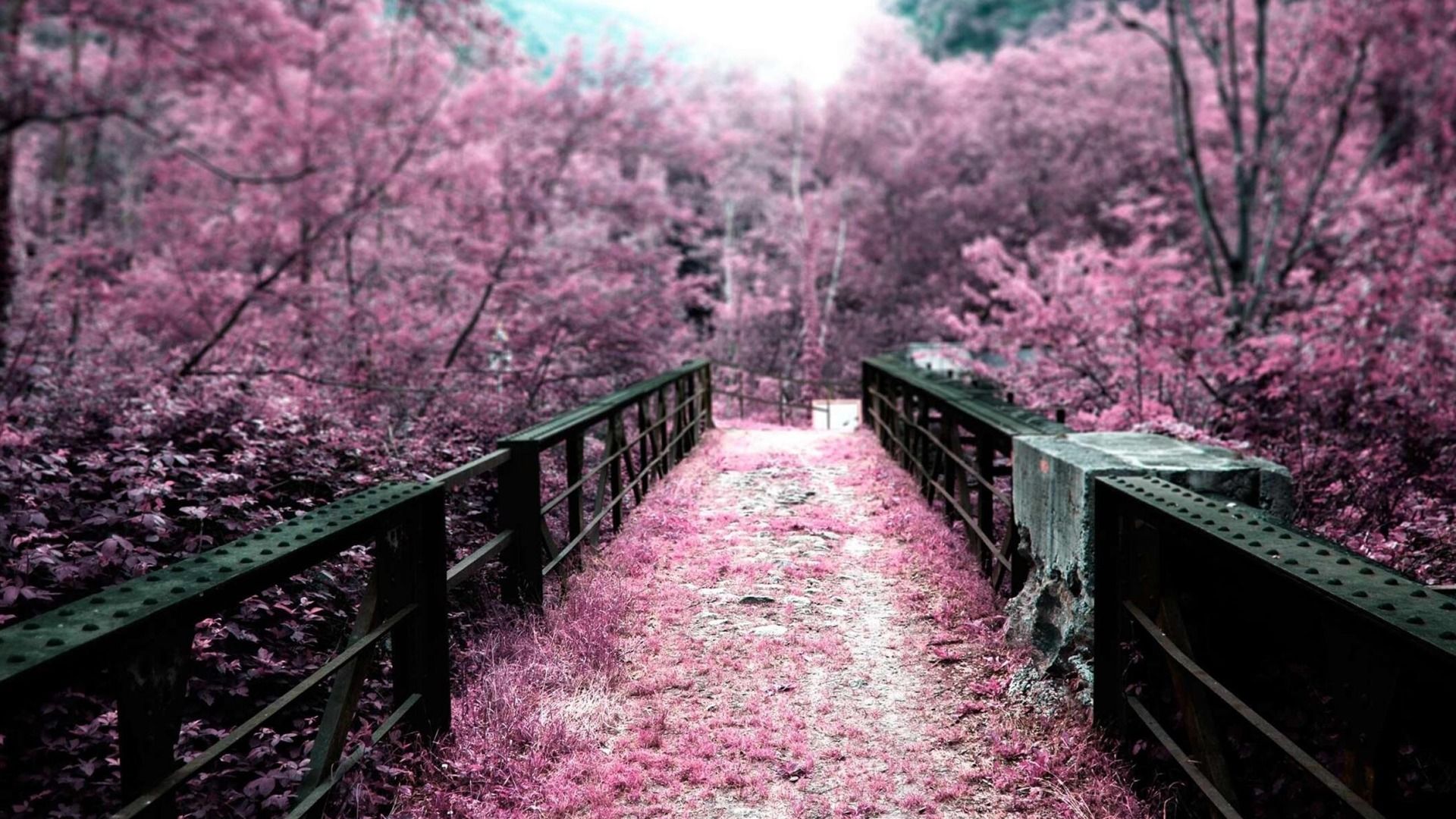 1920x1080 Sakura Garden Natural Landscape Wallpaper