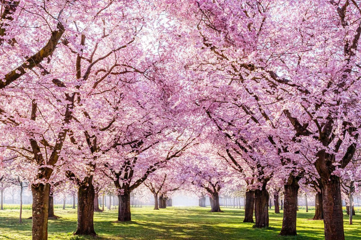 1200x800 Blooming Cherry Sakura Trees Wallpaper for Home®
