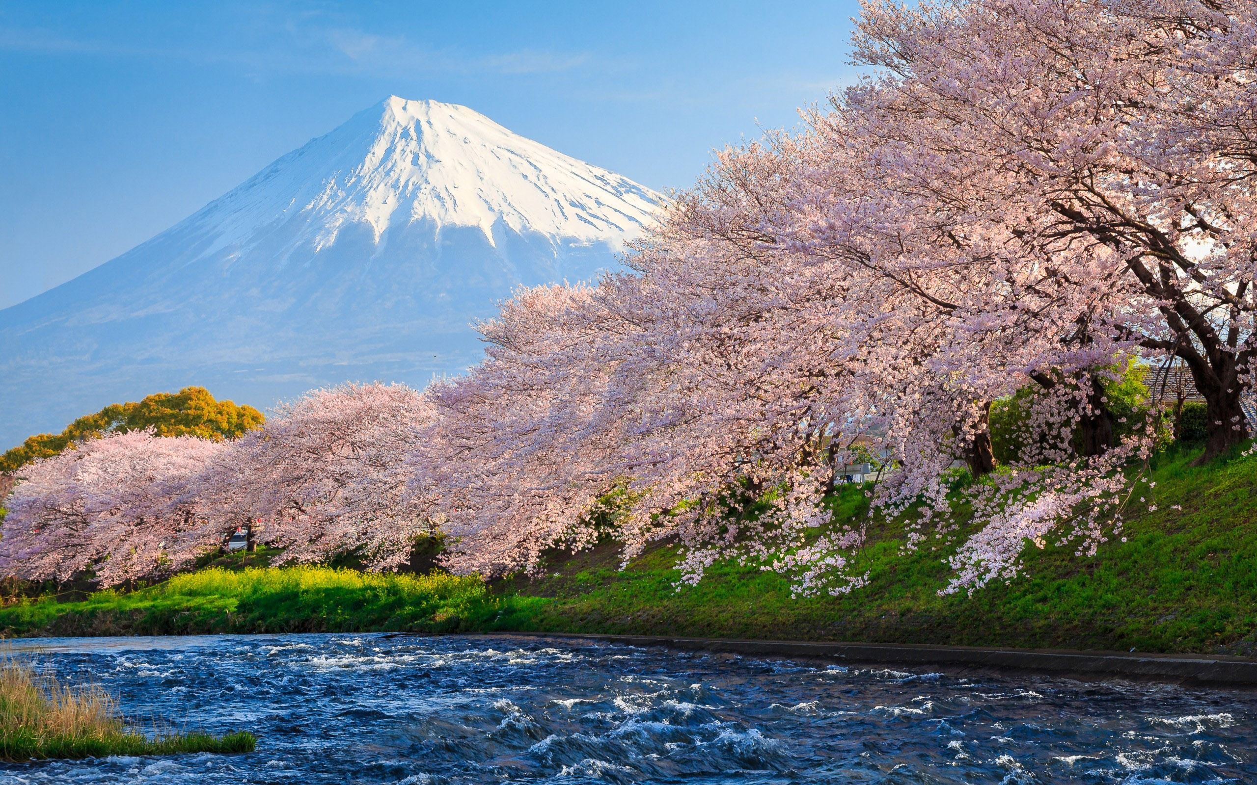 2560x1600 Fuji Sakura River Japan Travel Nature HD Photo Wallpaper