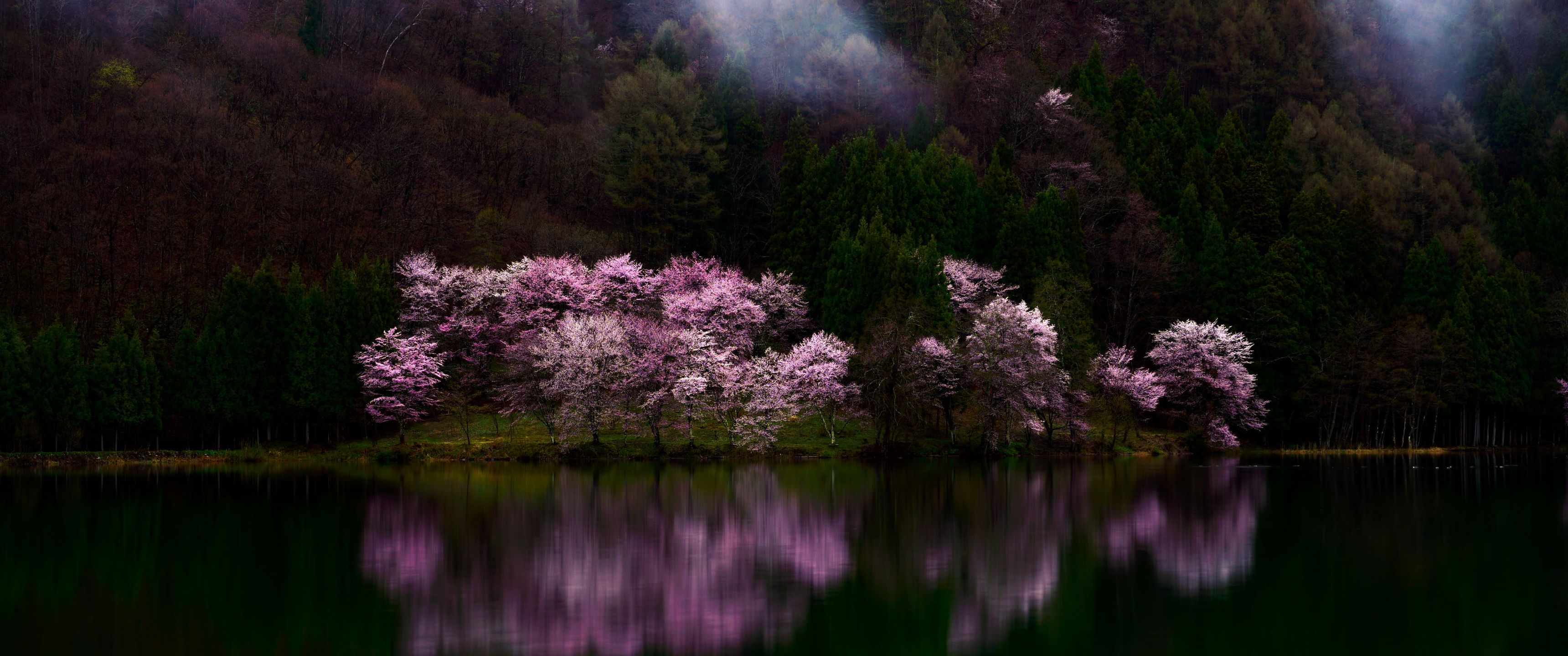 3440x1440 Download Cherry blossoms, Sakura, Nature, Landscape Wallpaper in 3440x1440 Resolution
