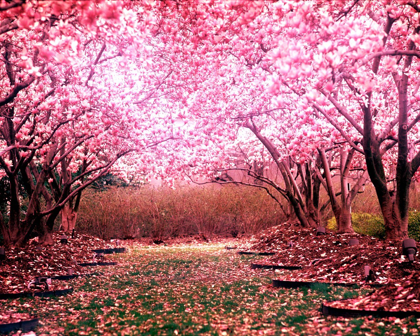 1440x1152 cherry, Blossom, Tree, Landscape Wallpaper HD / Desktop and Mobile Background