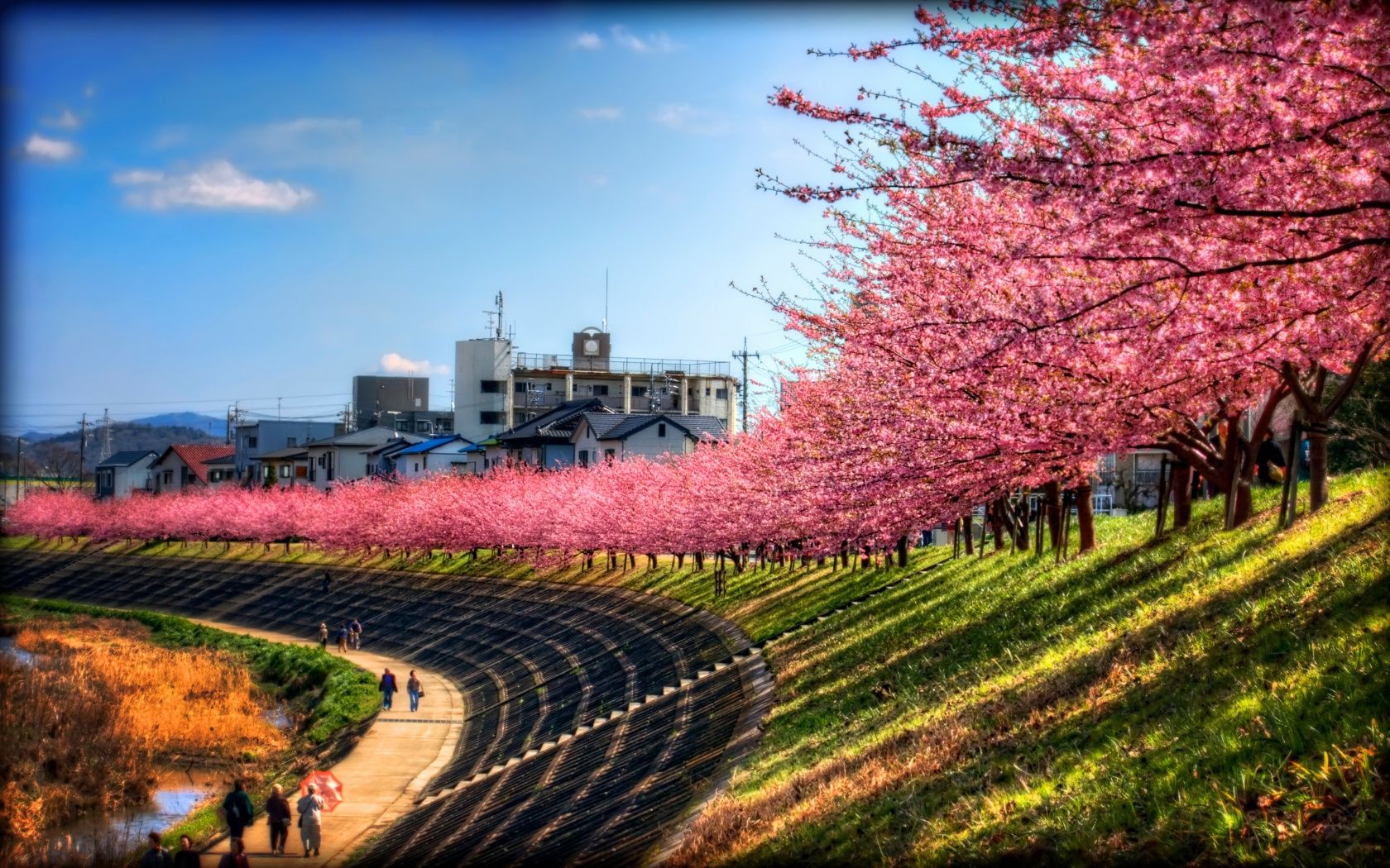 1680x1050 Sakura Along The River 4K UHD Wallpaper for UltraHD Desktop and TV : Dual Monitor : Smartphone and Tablet Devices