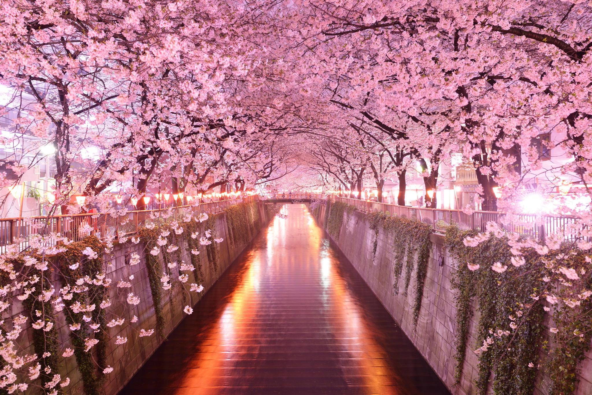 2048x1367 Sakura HD Wallpaper 17625