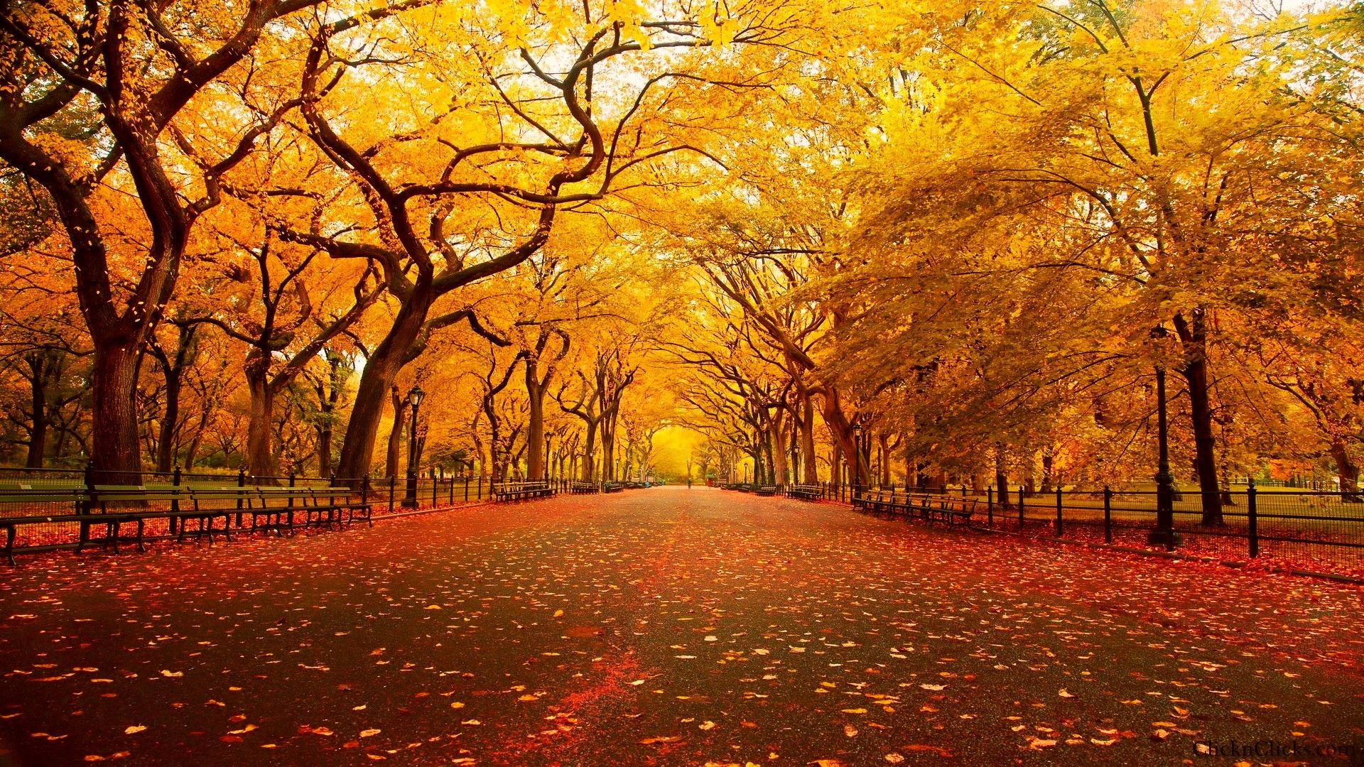 1920x1080 Autumn in Central Park New York City. Central Park New York City