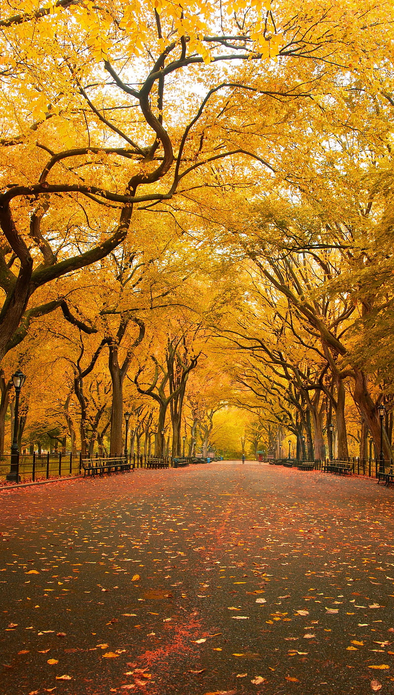 800x1410 Central Park Fall, new, ny, season, york, HD phone wallpaper