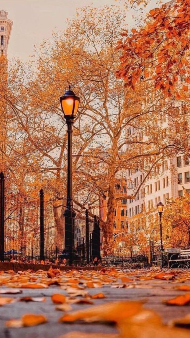 736x1309 Beautiful Autumn Scenery in New York City. New york fall wallpaper, Orange autumn street scene