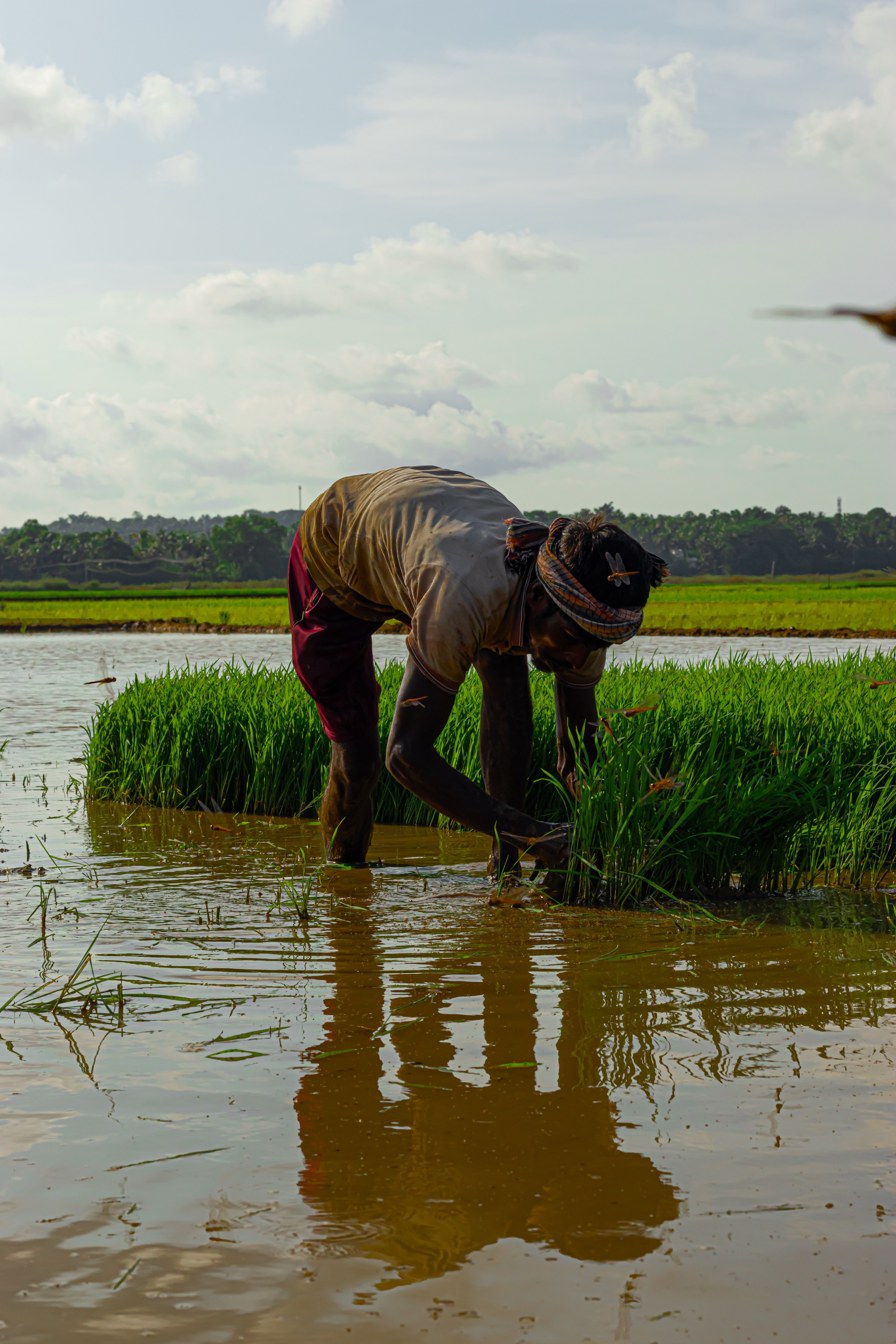 4640x6960 Indian Farmer Photo, Download The BEST Free Indian Farmer & HD Image