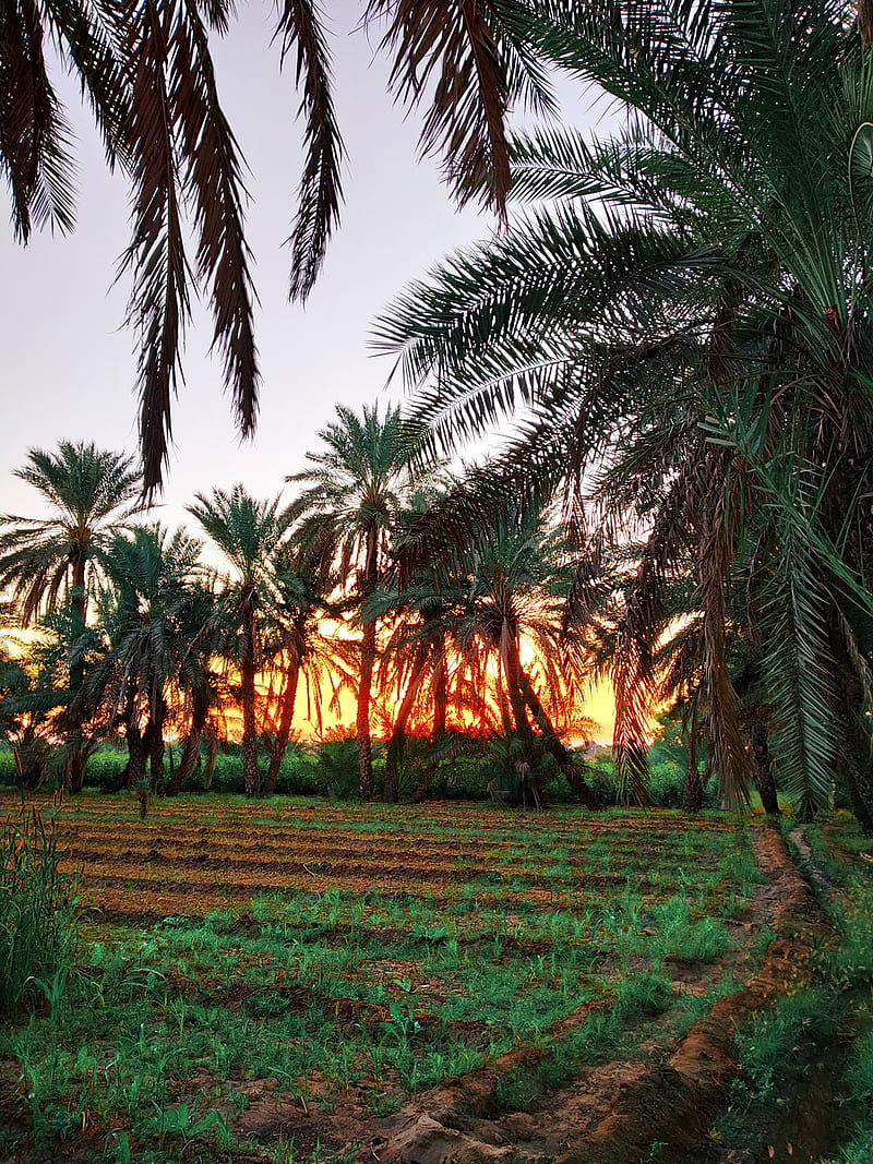 800x1067 HD indian farming wallpaper