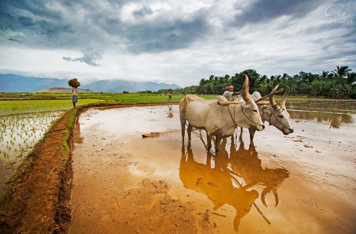 1140x750 Indian Farmer Wallpaper