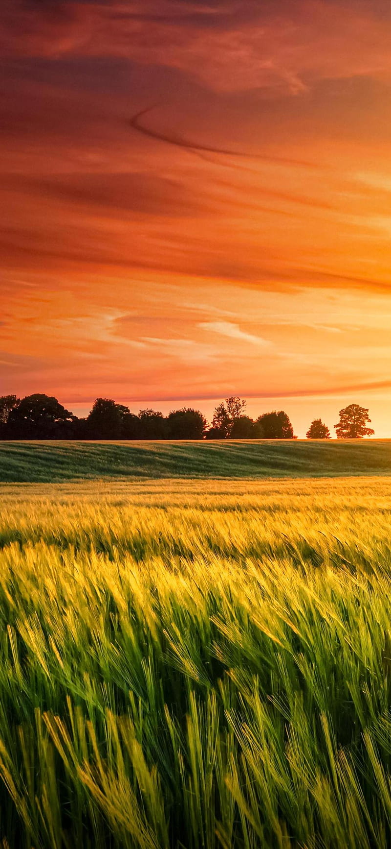 800x1733 Farmer, field, nature farmer, HD phone wallpaper