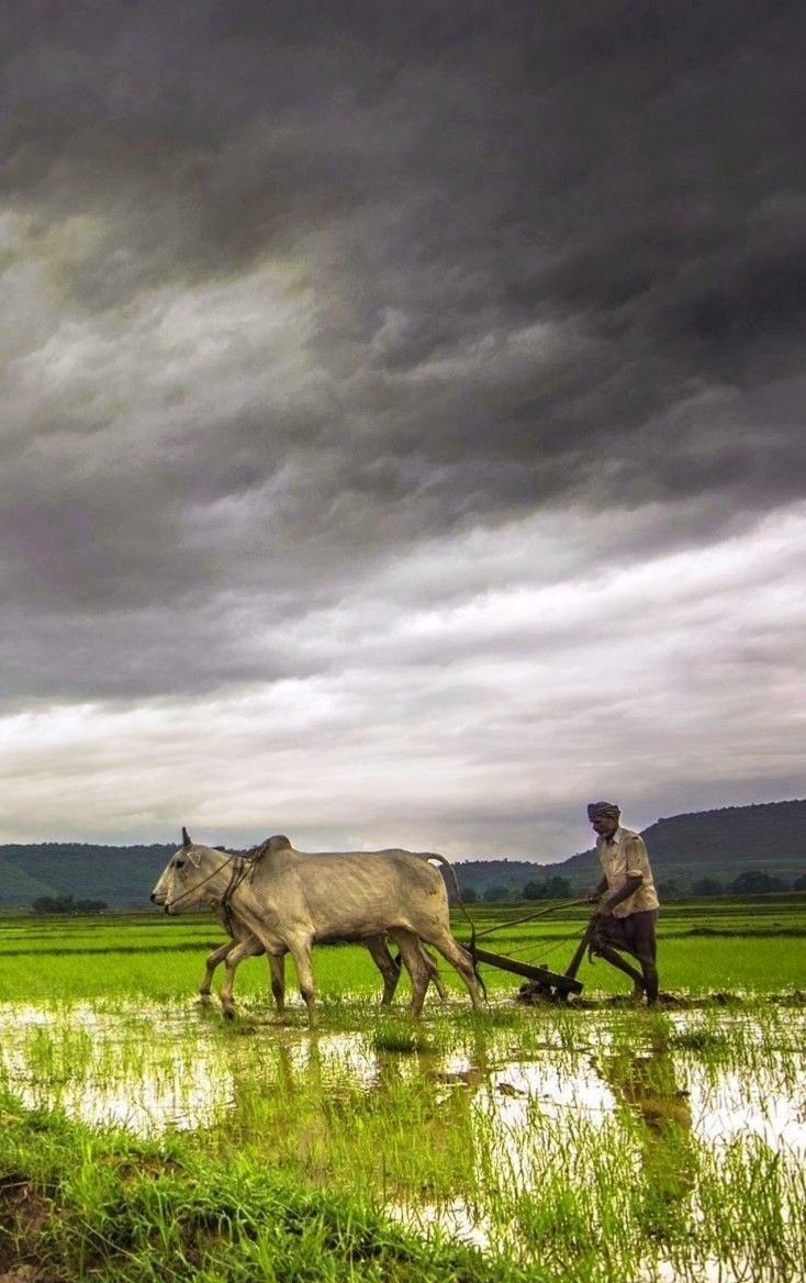 734x1168 Farmer image india. Agriculture picture, Agriculture photography, Varanasi india