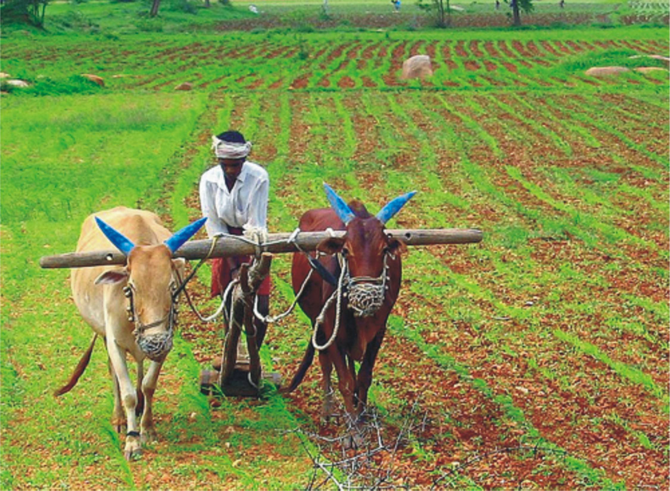 2250x1649 Indian Farming Wallpaper