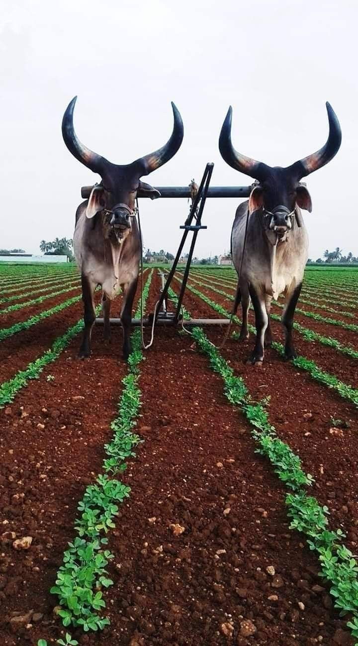 720x1296 Indian farming tools. Farmer HD wallpaper, Dairy farming in india, Village