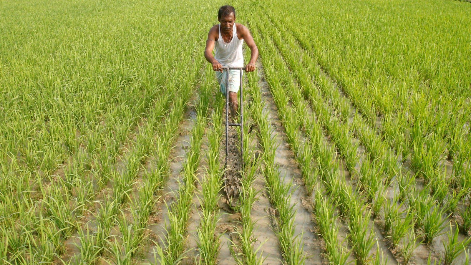 1600x900 India's farmers aren't all the same, but government policies rarely reflect that