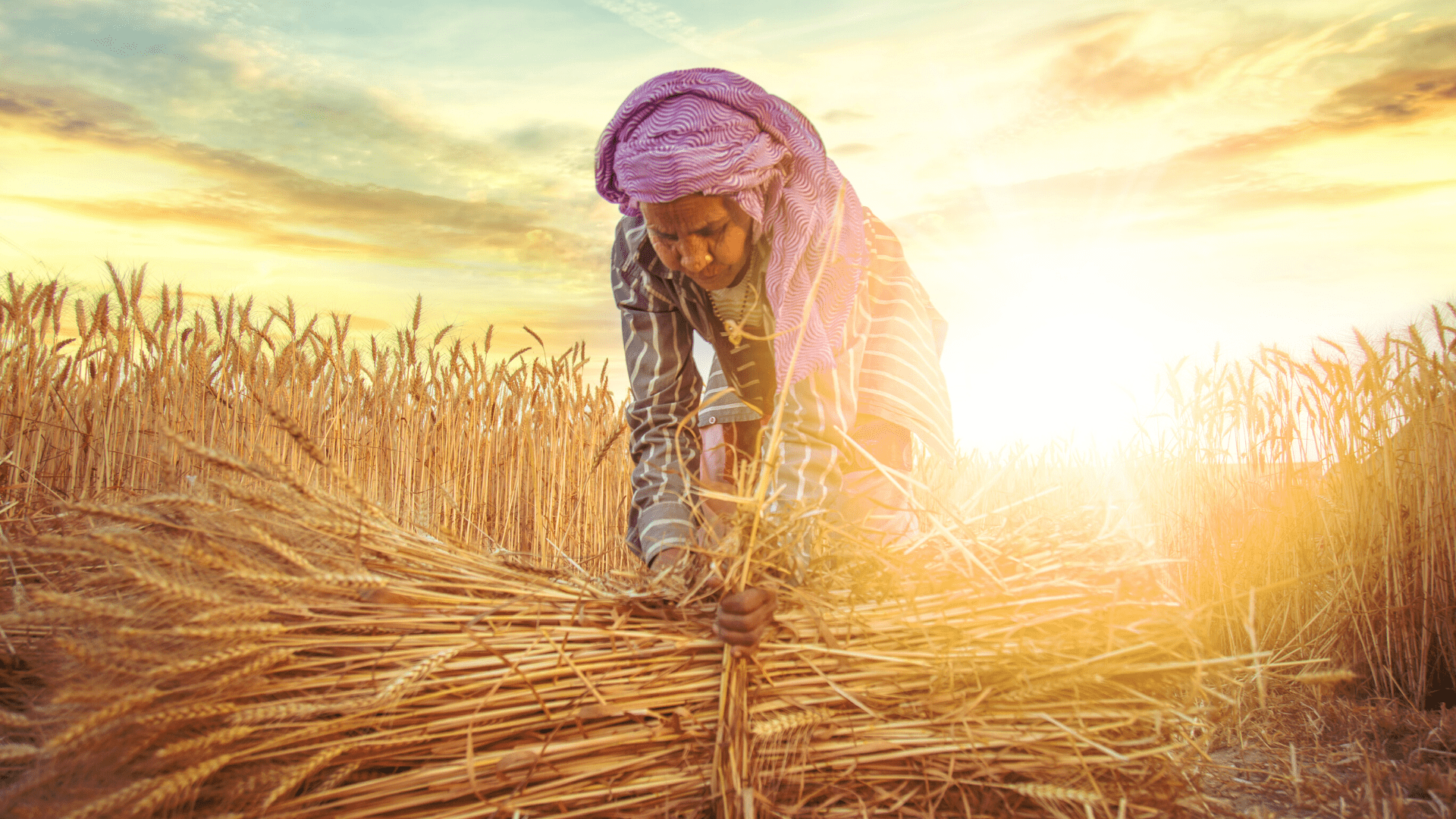 1920x1080 Common challenges faced by agriculture in India and the UK, and new opportunities for greener practices