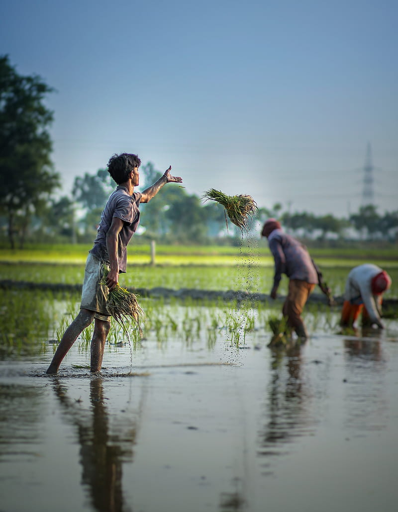 800x1030 Farmers, agriculture, field, harvesting, farm, farmer, hard working, workers, HD phone wallpaper