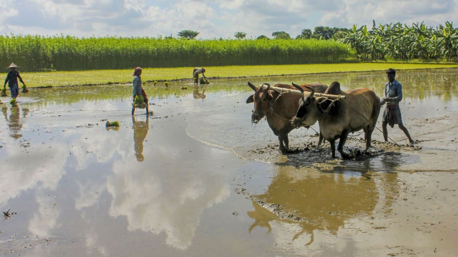1600x900 Indian agriculture