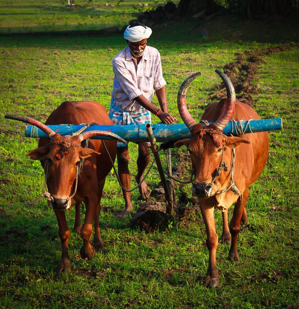 968x1000 Best Agriculture picture ideas. indian agriculture photo, farmer image india, farmer image india hd