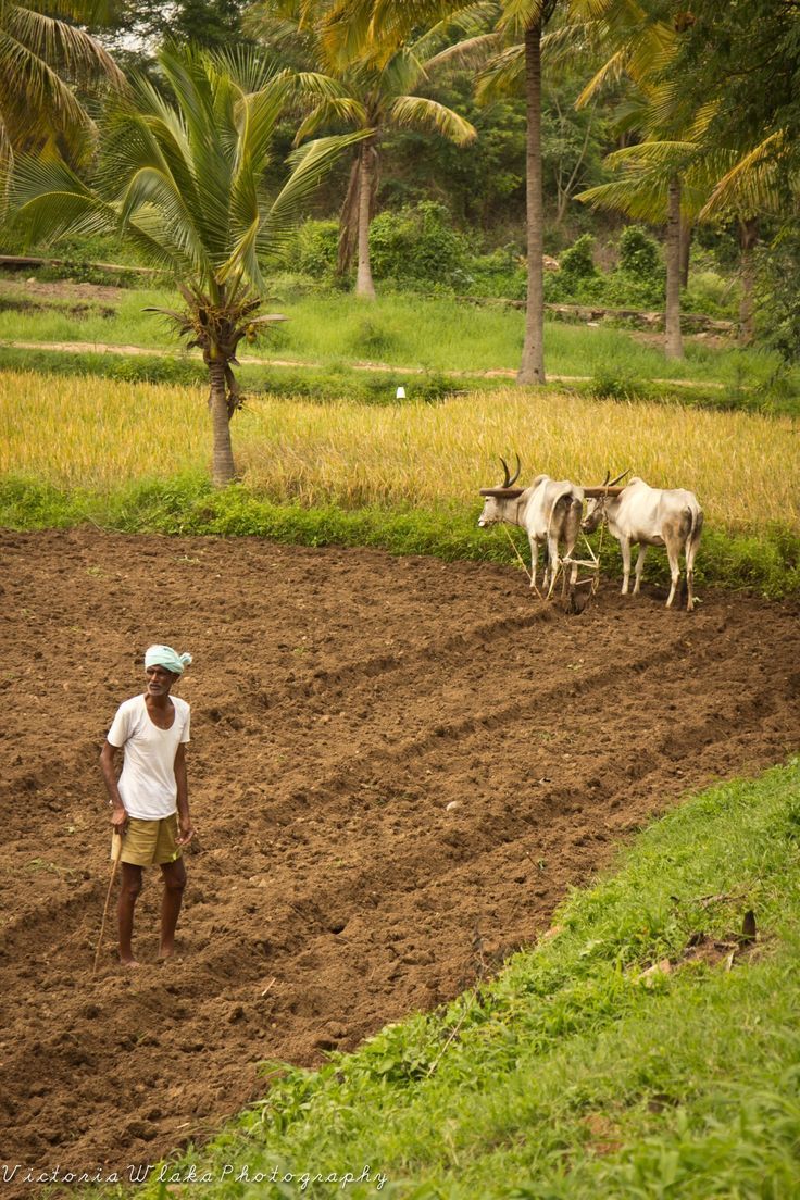 736x1104 Farmer pics. Farmers life, Indian farmers, Agriculture photography