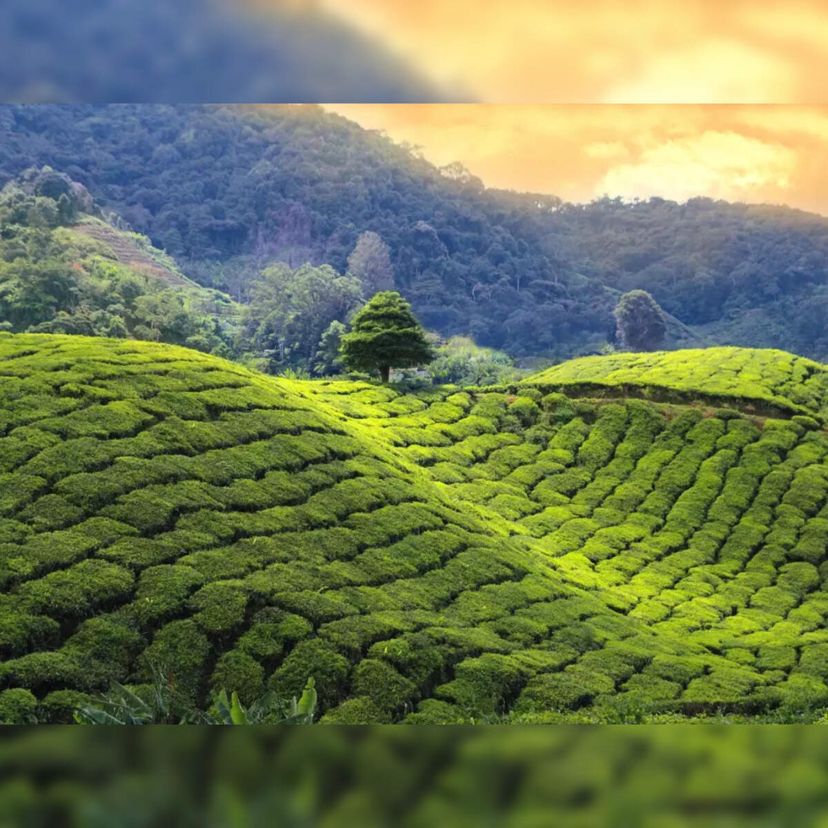 1200x1200 India turns to AI and satellites to modernise tea farming Economic Times