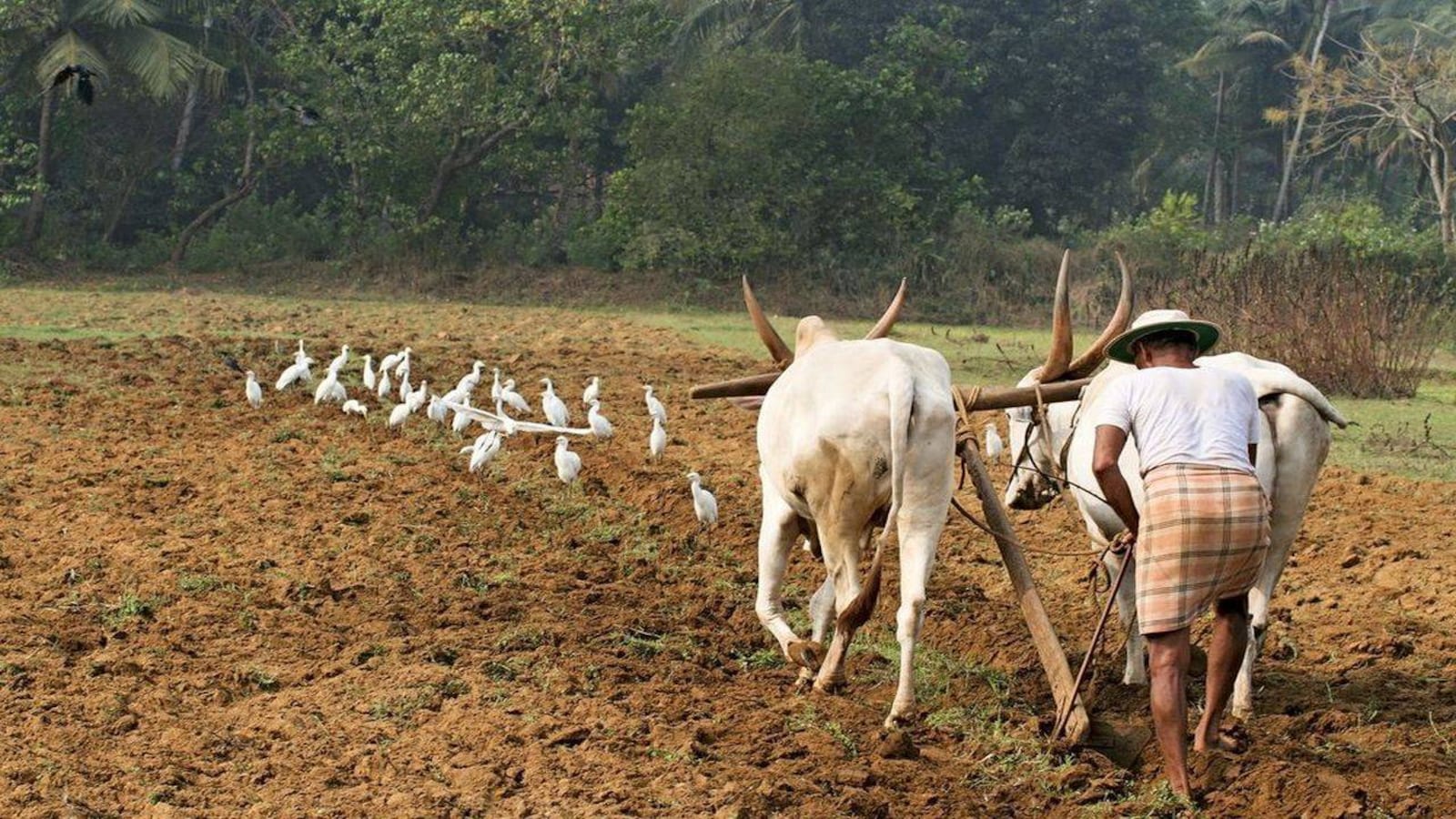 1600x900 Doubling farmers' income by 2022 a goal within reach?-