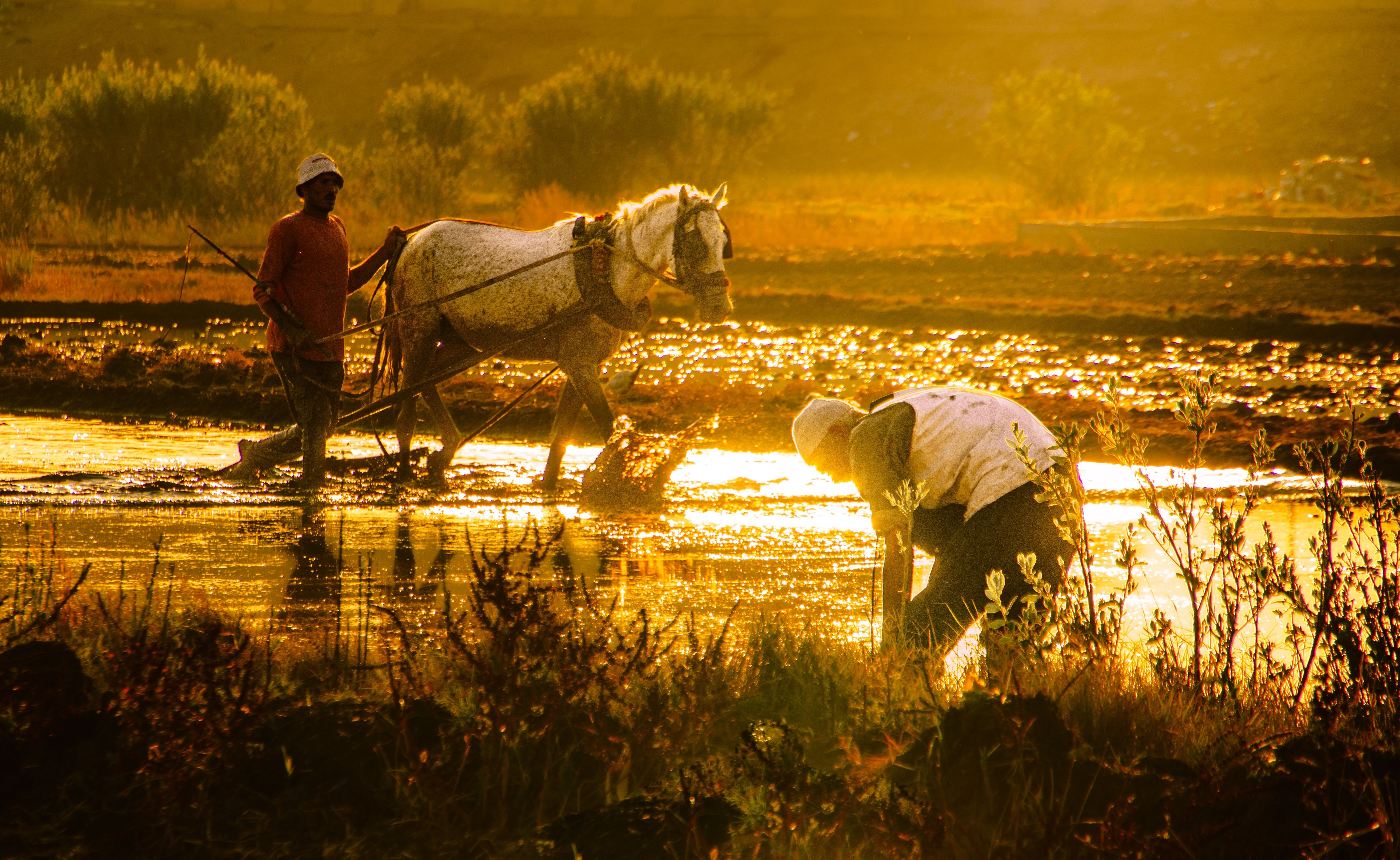 5594x3438 Farmer 4k Photo, Download The BEST Free Farmer 4k & HD Image