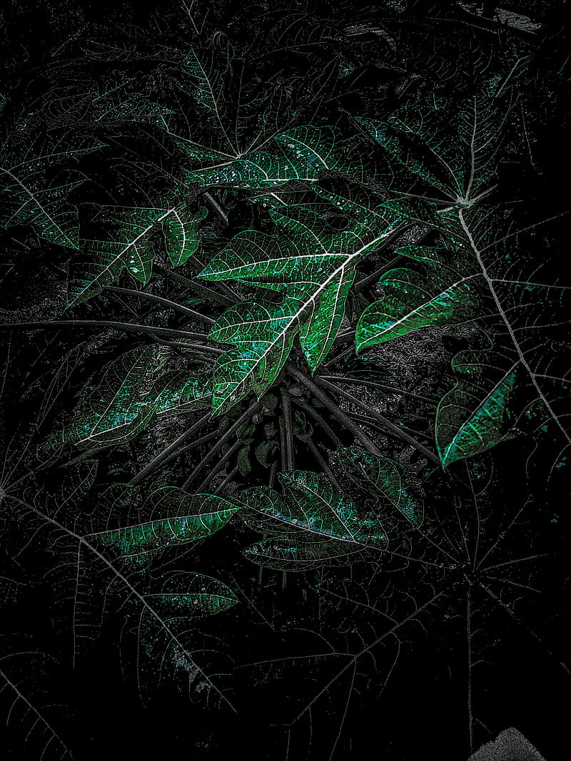 800x1067 Tree, Wild, Papaya, Amoled, Forest, Green, HD phone wallpaper