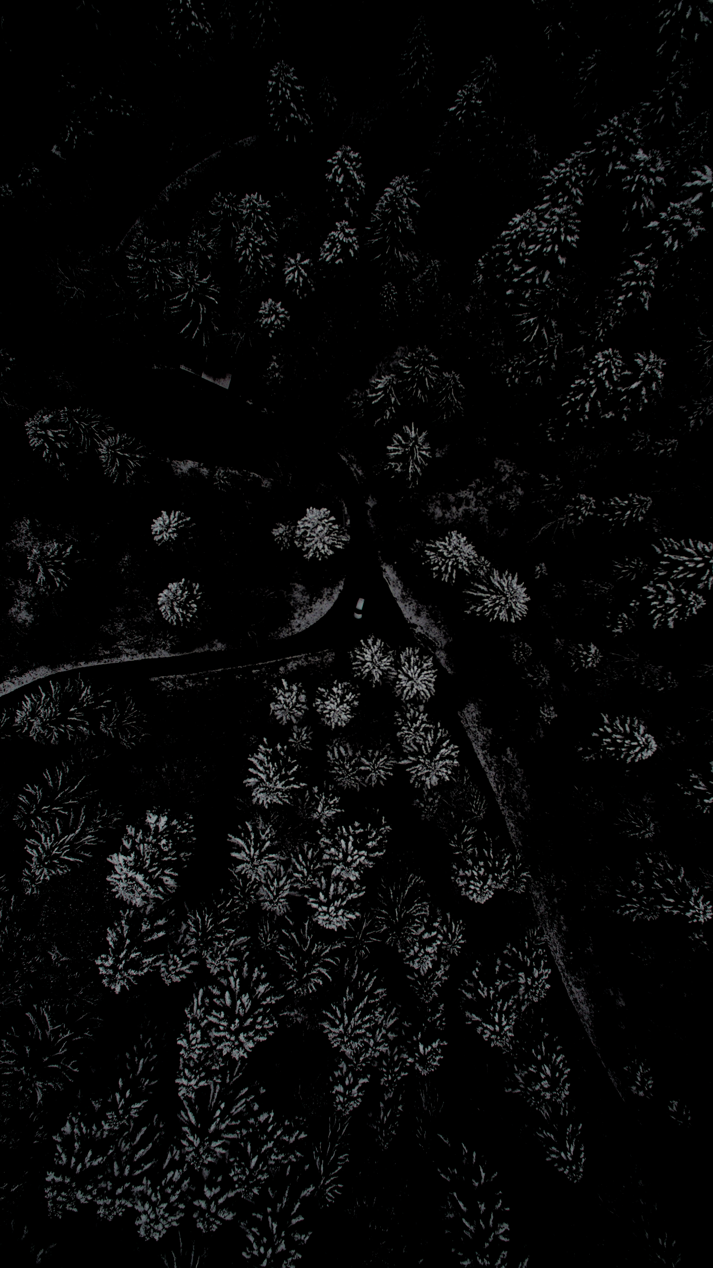 1440x2560 Amoled Forest [1440x2560]