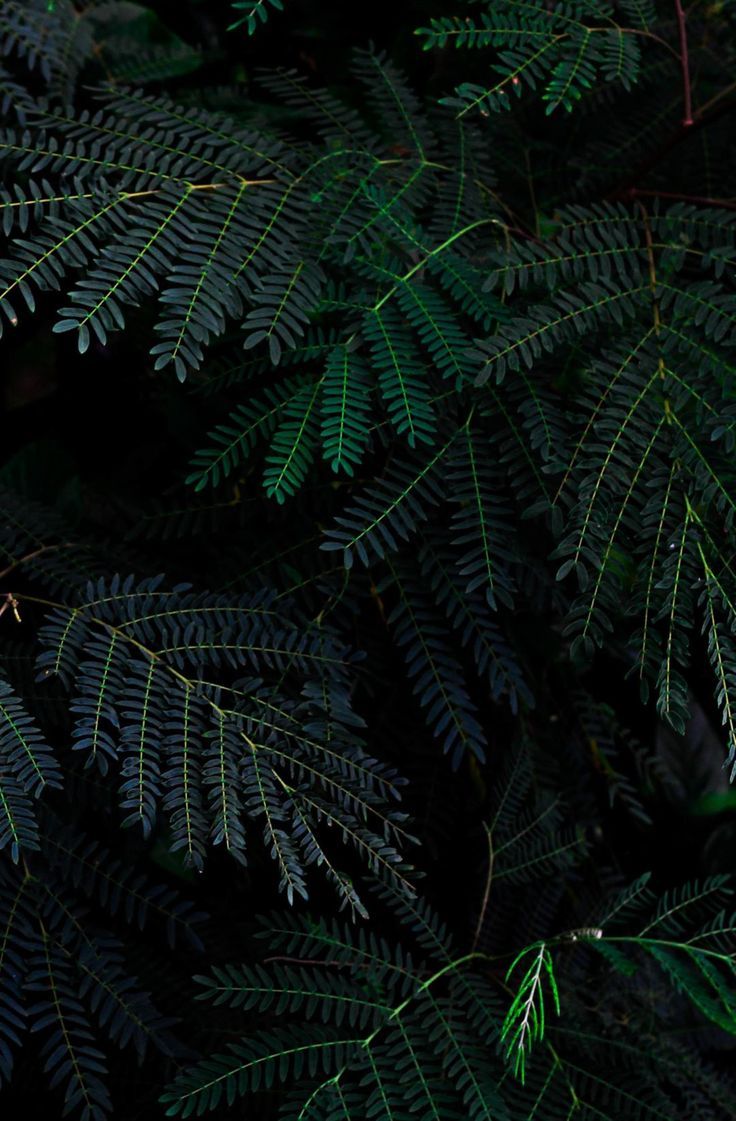 736x1121 AMOLED Nature Wallpaper