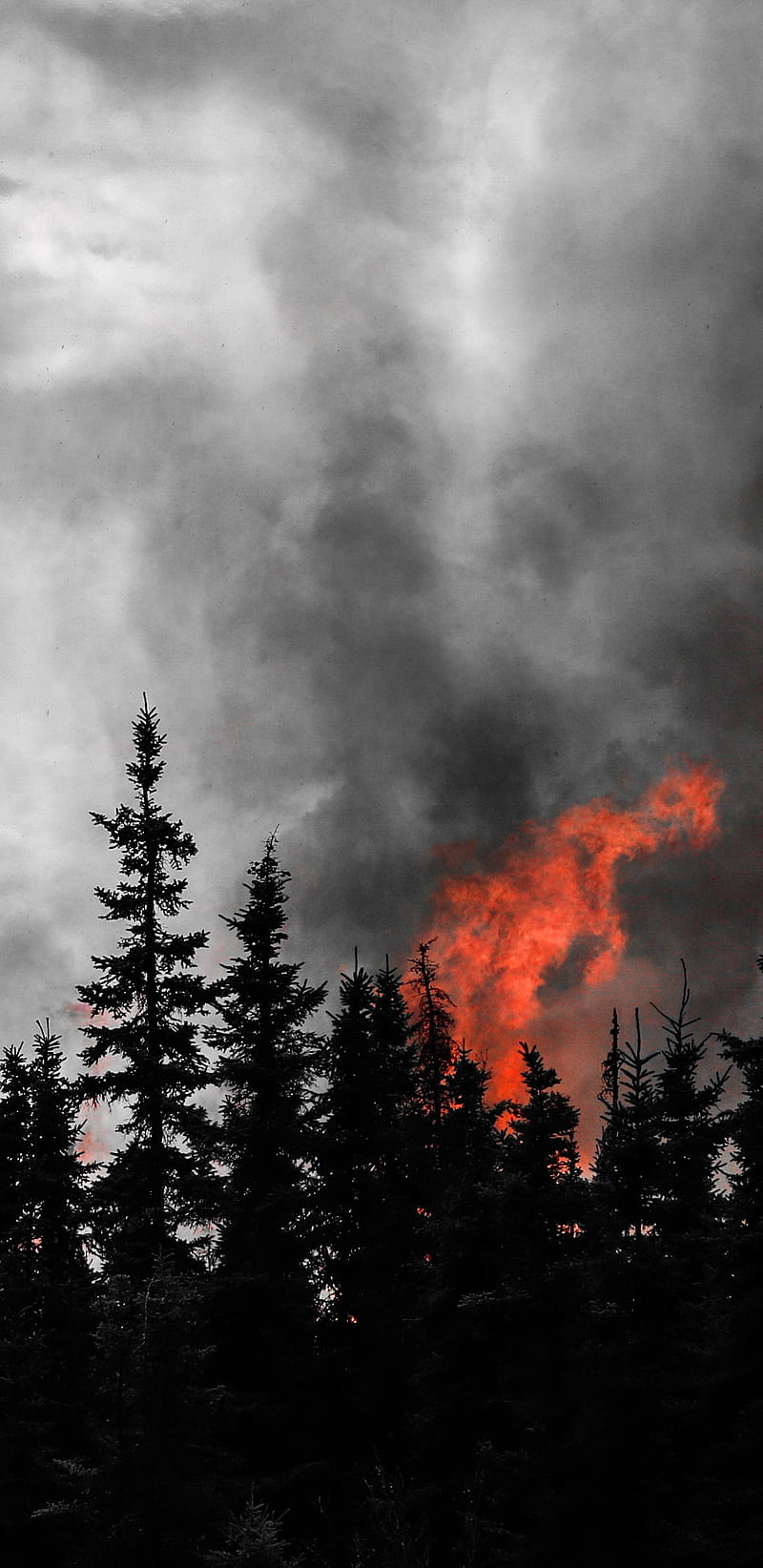 800x1644 Wild Fire Dark, amoled, forest, gris, nature, steamroom, trees, wildfire, HD phone wallpaper